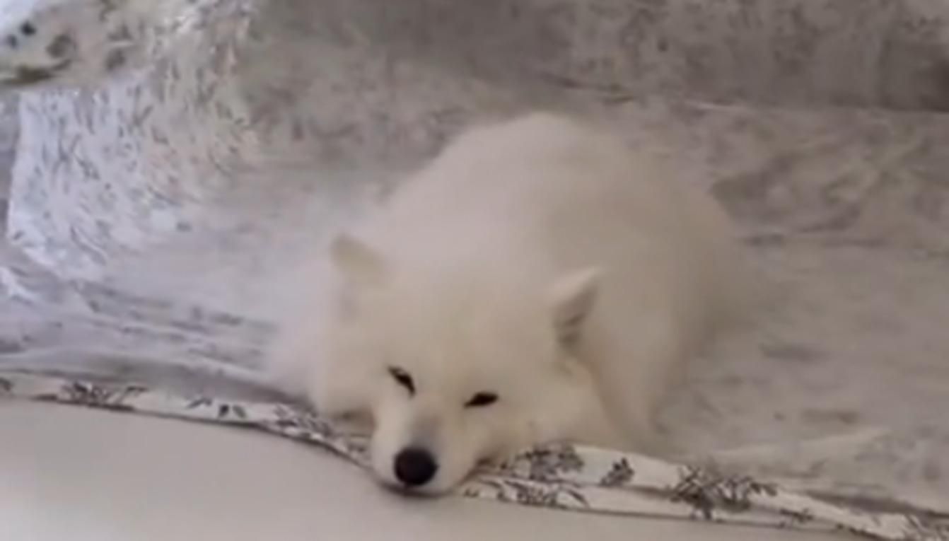 Самоед, который не выдерживает жару, стал звездой сети: видео Самоед, который не выдерживает жару, стал звездой сети: видео