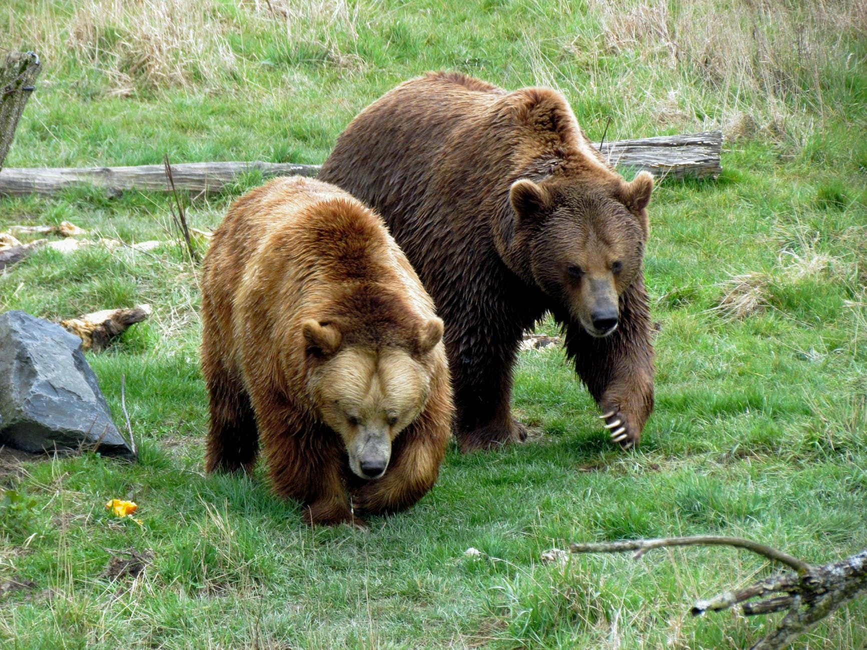 Центр, який опікує врятованих ведмедів, переїхав: що відомо