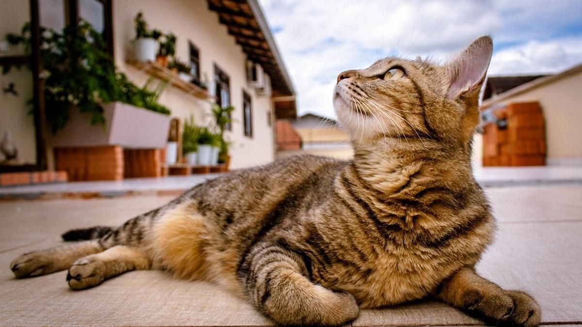 Здоров'я вашого кота: як запобігти хворобам ротової порожнини Здоров'я вашого кота: як запобігти хворобам ротової порожнини