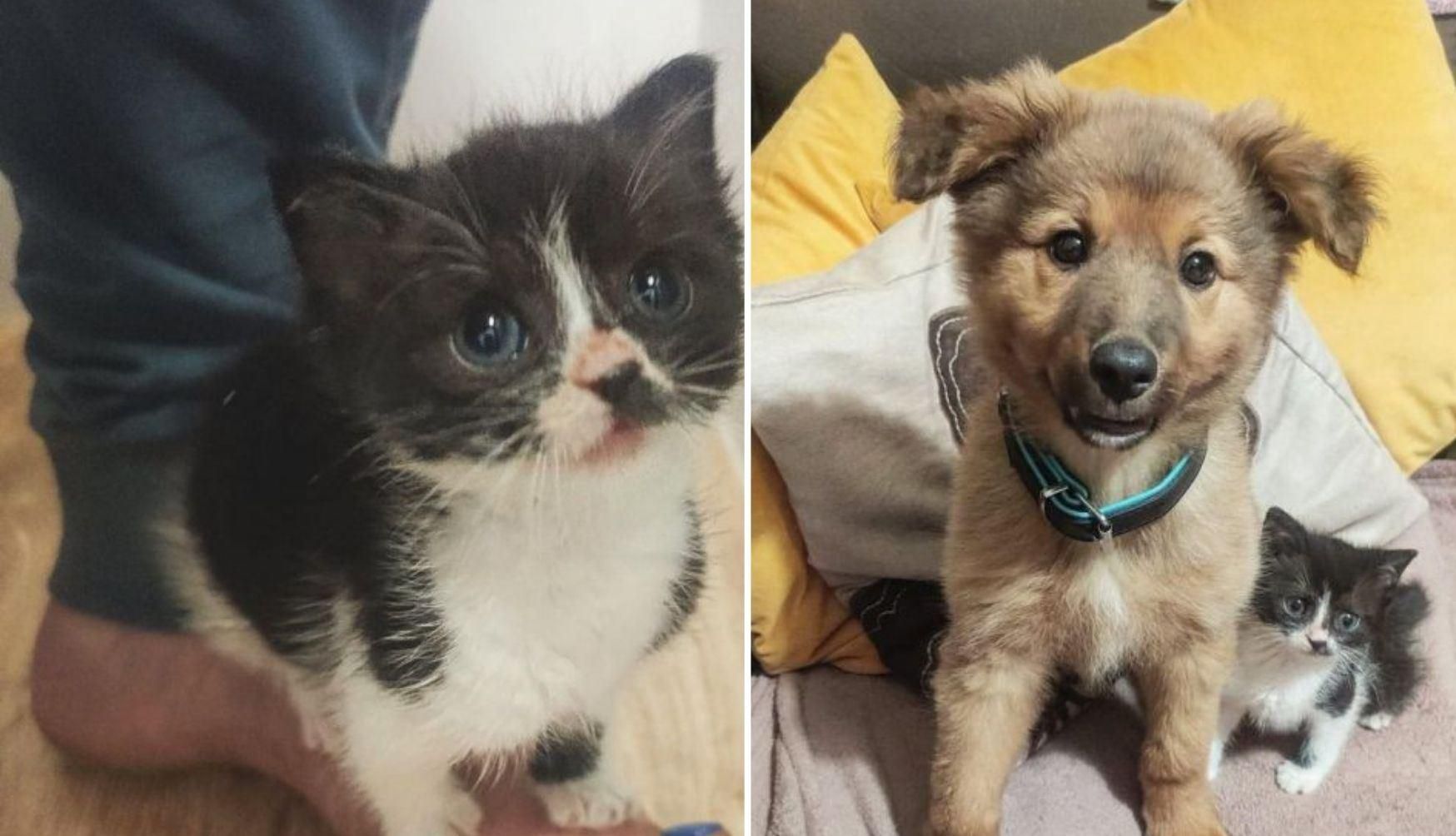 Котенок дружит со всеми на свете, лишь бы не оставаться одному Котенок дружит со всеми на свете, лишь бы не оставаться одному