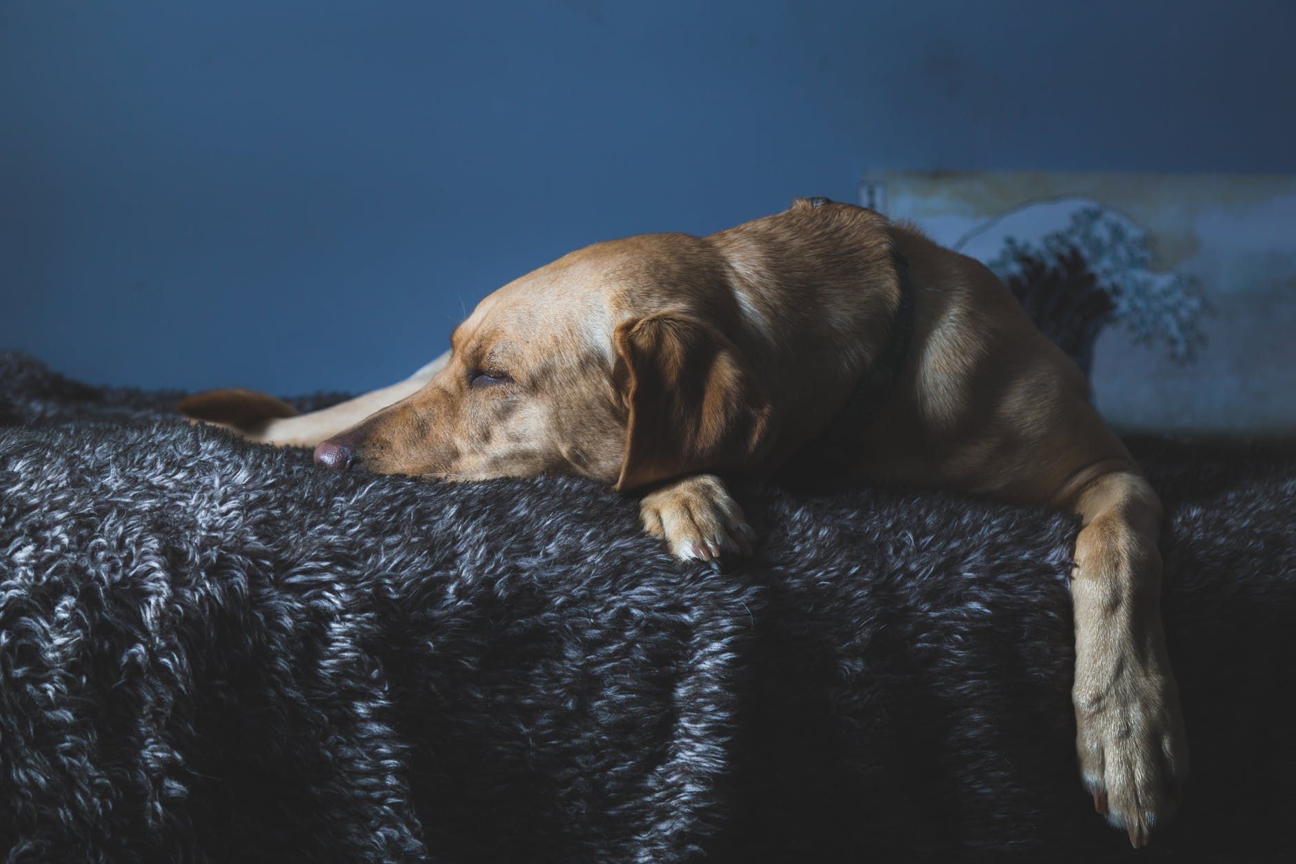 10 порід собак, які найбільше страждають від розлуки з господарем