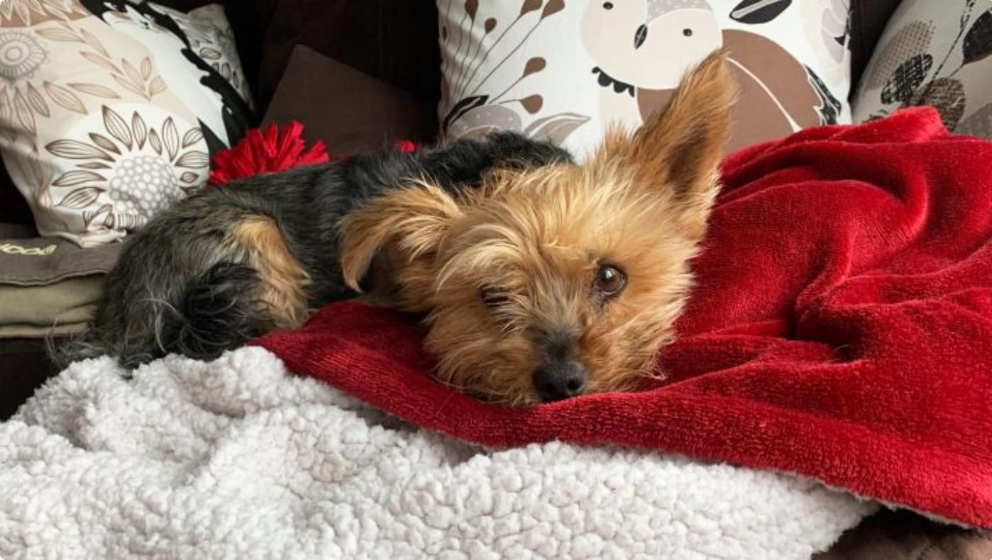 Йоркширский терьер спас девочку от койота: видео Йоркширский терьер спас девочку от койота: видео