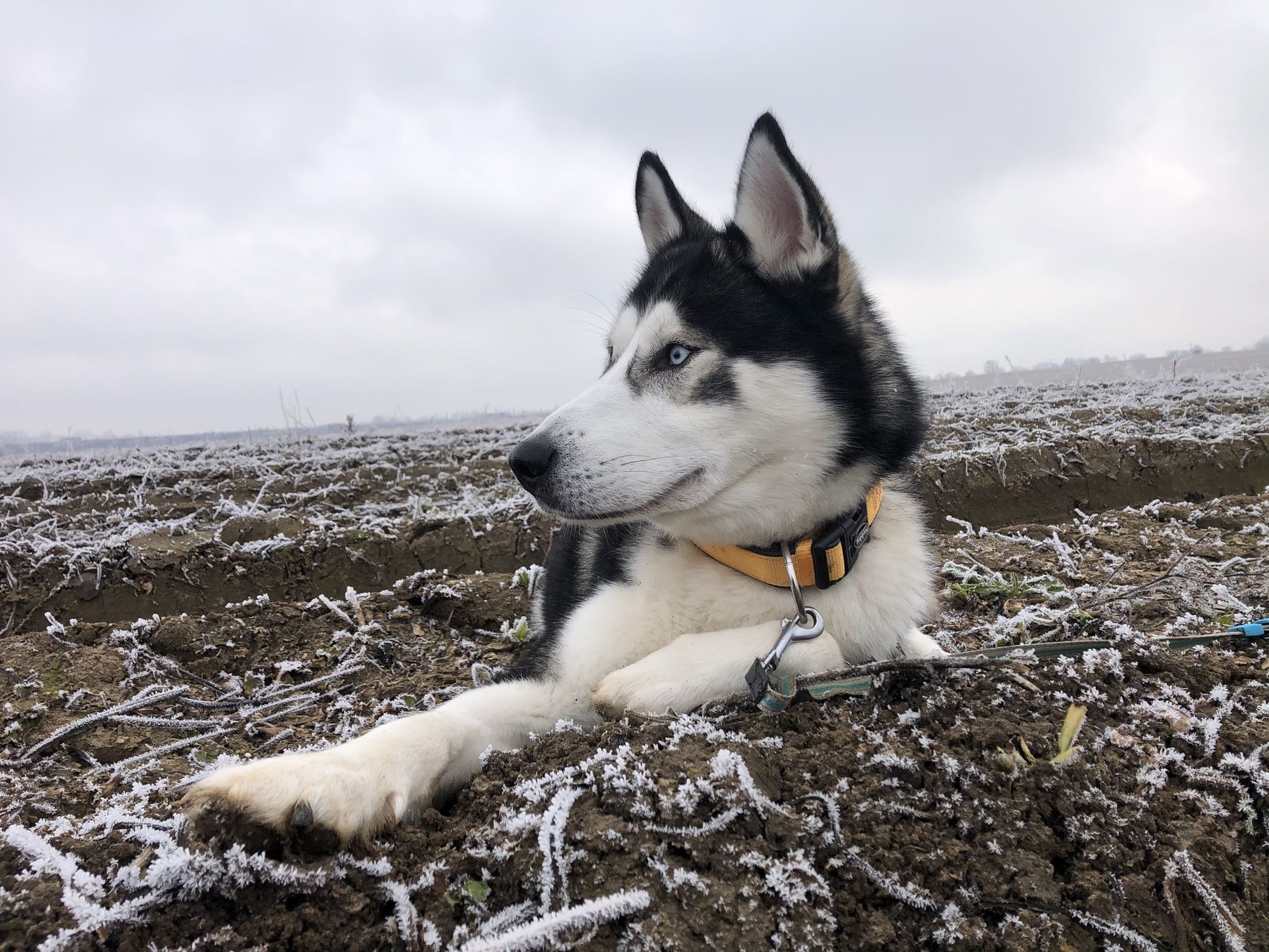 8 впечатляющих фактов о сибирских хаски 8 впечатляющих фактов о сибирских хаски