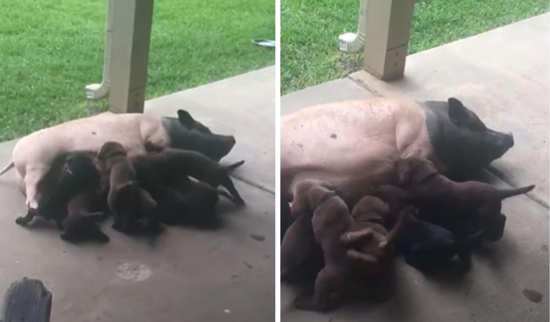 Цуценята лабрадора причепилися до свині й вимагали молоко: відео Цуценята лабрадора причепилися до свині й вимагали молоко: відео