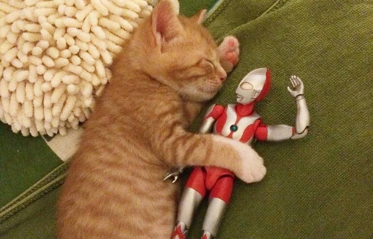 Котенок Кома и игрушка Ультрамен стали звездами инстаграма: фото Котенок Кома и игрушка Ультрамен стали звездами инстаграма: фото