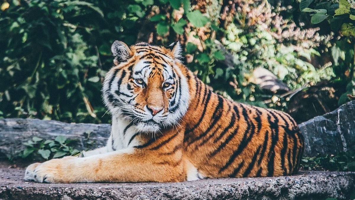 Чому тигри під загрозою зникнення та як це змінюють