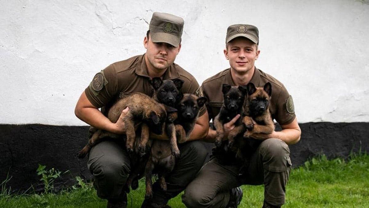 5 маленьких вівчарок взяли на службу в Національну гвардію: фото