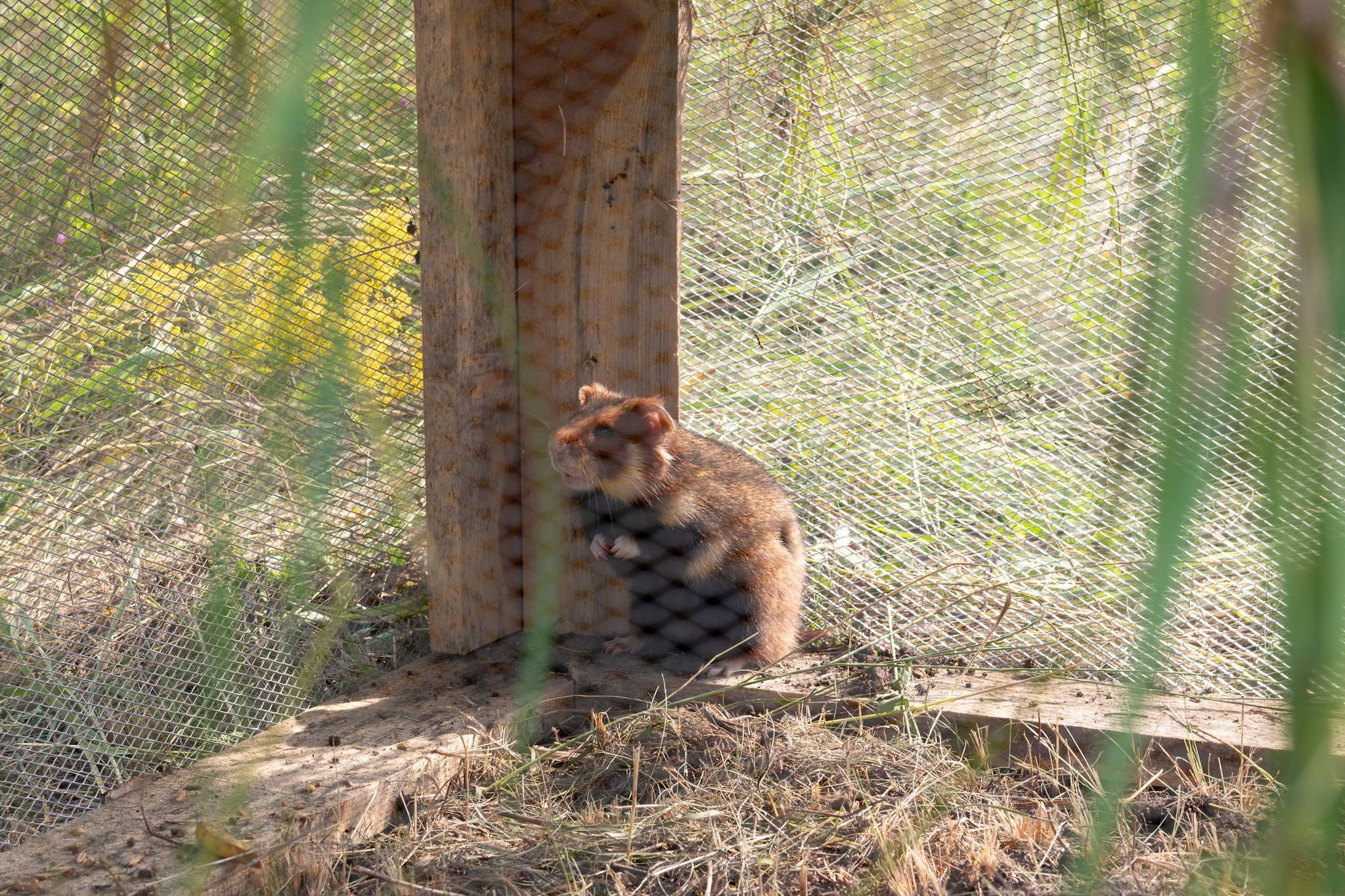 Киевский зоопарк поставляет хомяков в дикую природу