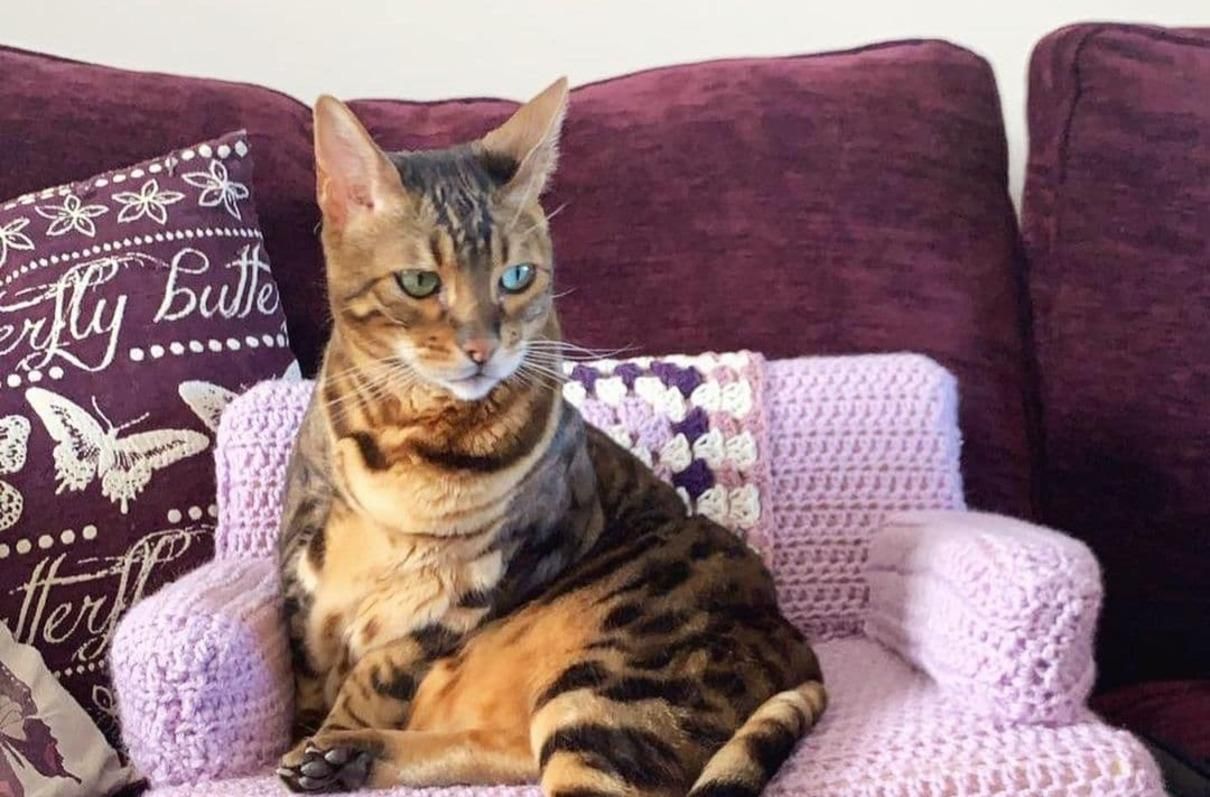 Олімпійський чемпіон Том Дейлі зв'язав диванчик для своїх котів