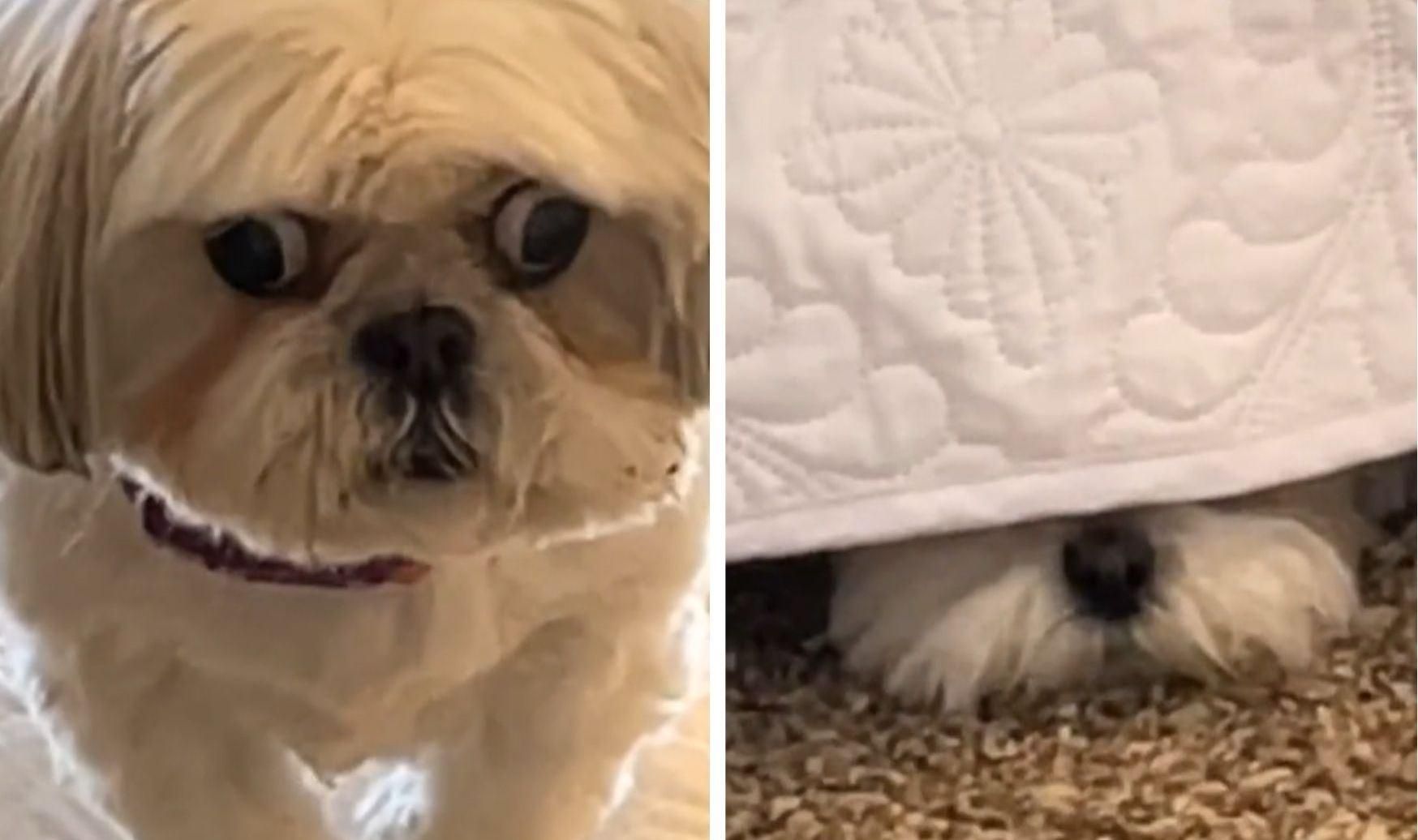 Собака злякався монстра під ліжком: кумедне вірусне відео