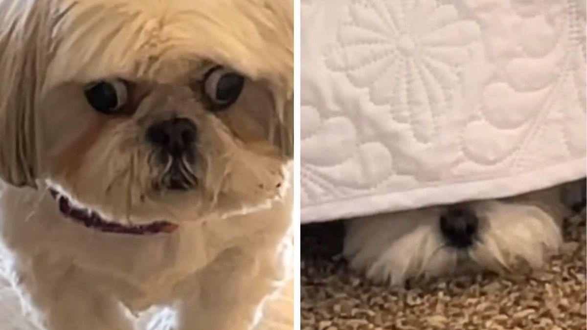 Собака испугалась монстра под кроватью: смешное вирусное видео