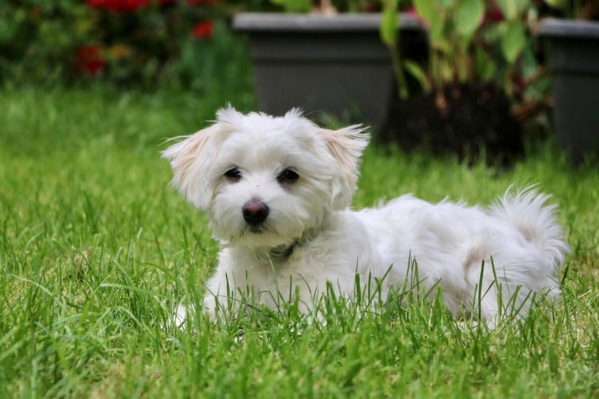 Гіпоалергенні собаки: 10 оптимальних порід з фото