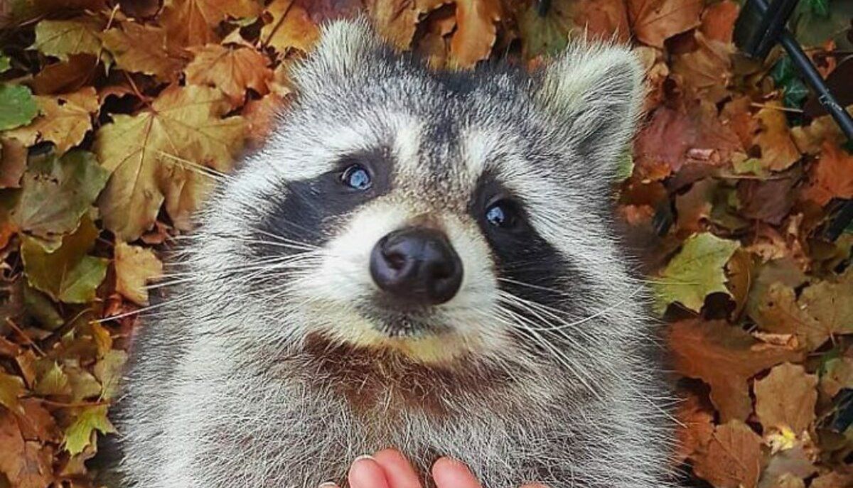 Енот через 3 года продолжает ходить в гости к своим спасителям Енот через 3 года продолжает ходить в гости к своим спасителям