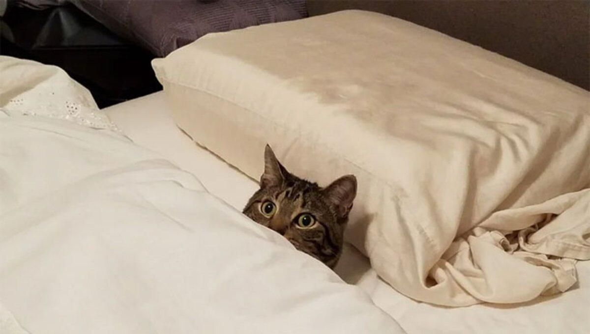 Сплять, як люди: милі й кумедні фото котиків Сплять, як люди: милі й кумедні фото котиків