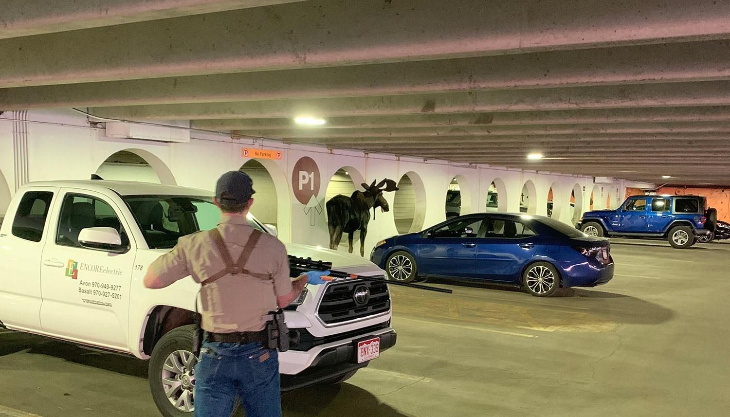 Лось в Колорадо регулярно заходив у гараж й лизав стіни Лось в Колорадо регулярно заходив у гараж й лизав стіни