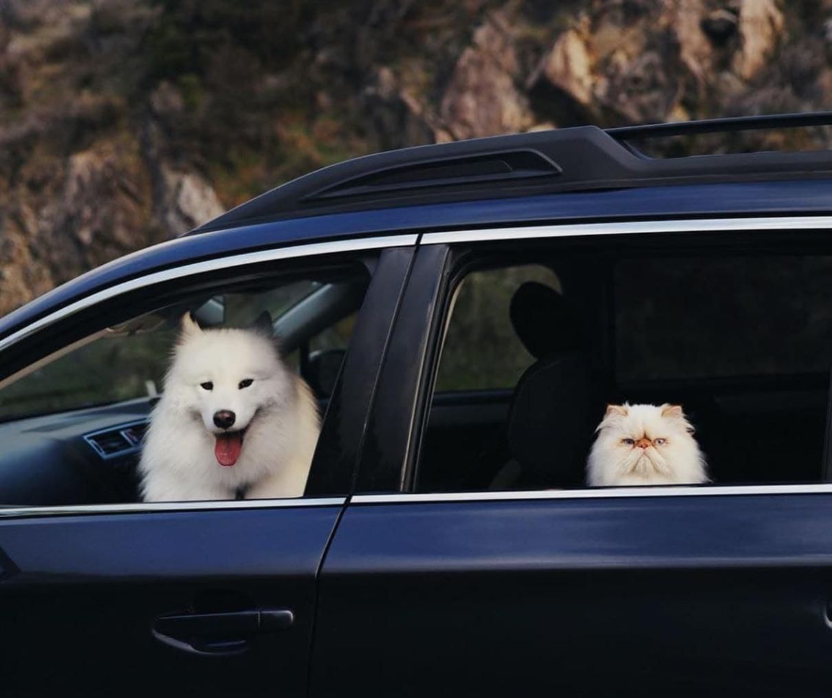 Улыбающийся пес Каспер и мрачный кот Ромео стали друзьями: фото Улыбающийся пес Каспер и мрачный кот Ромео стали друзьями: фото