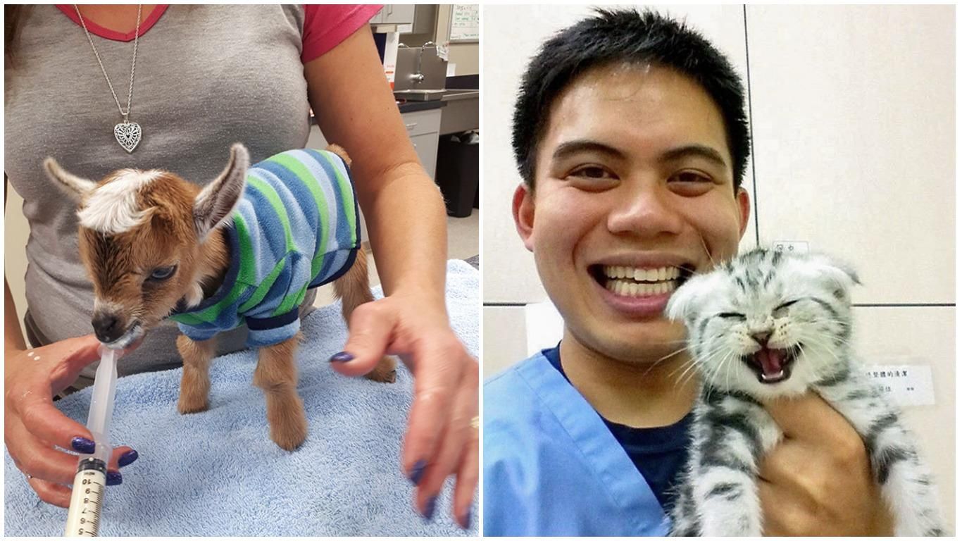 Найсимпатичніші пацієнти ветеринарів: добірка унікальних фото - Pets Найсимпатичніші пацієнти ветеринарів: добірка унікальних фото - Pets
