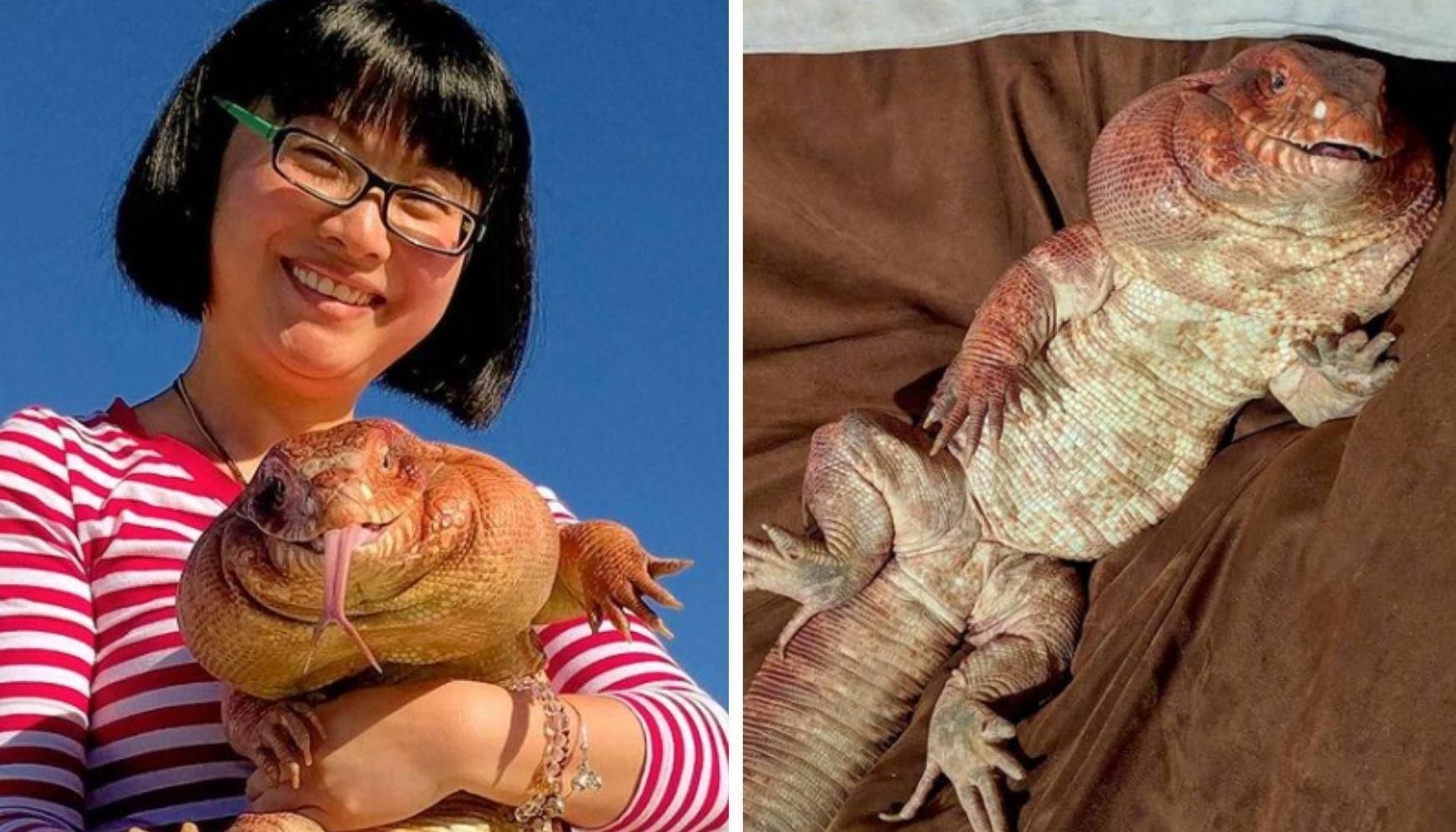 Величезна домашня ящірка стала зіркою інстаграму: вражаючі фото Величезна домашня ящірка стала зіркою інстаграму: вражаючі фото