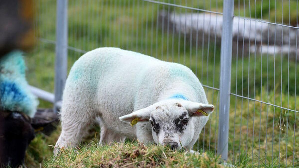 В Ирландии историки наняли на работу овец: что они делают