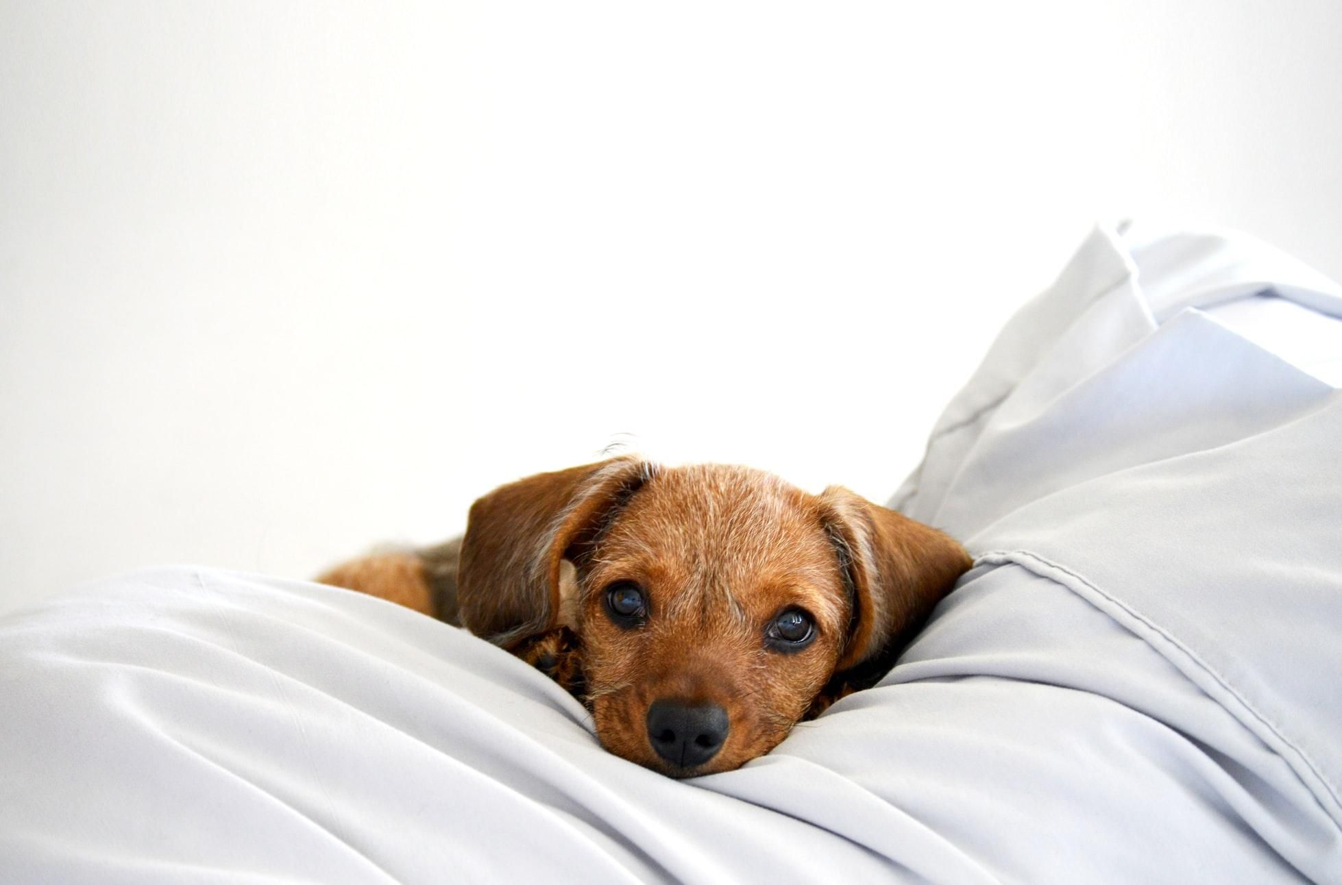 Почему полезно пускать собаку в свою постель: интересное объяснение