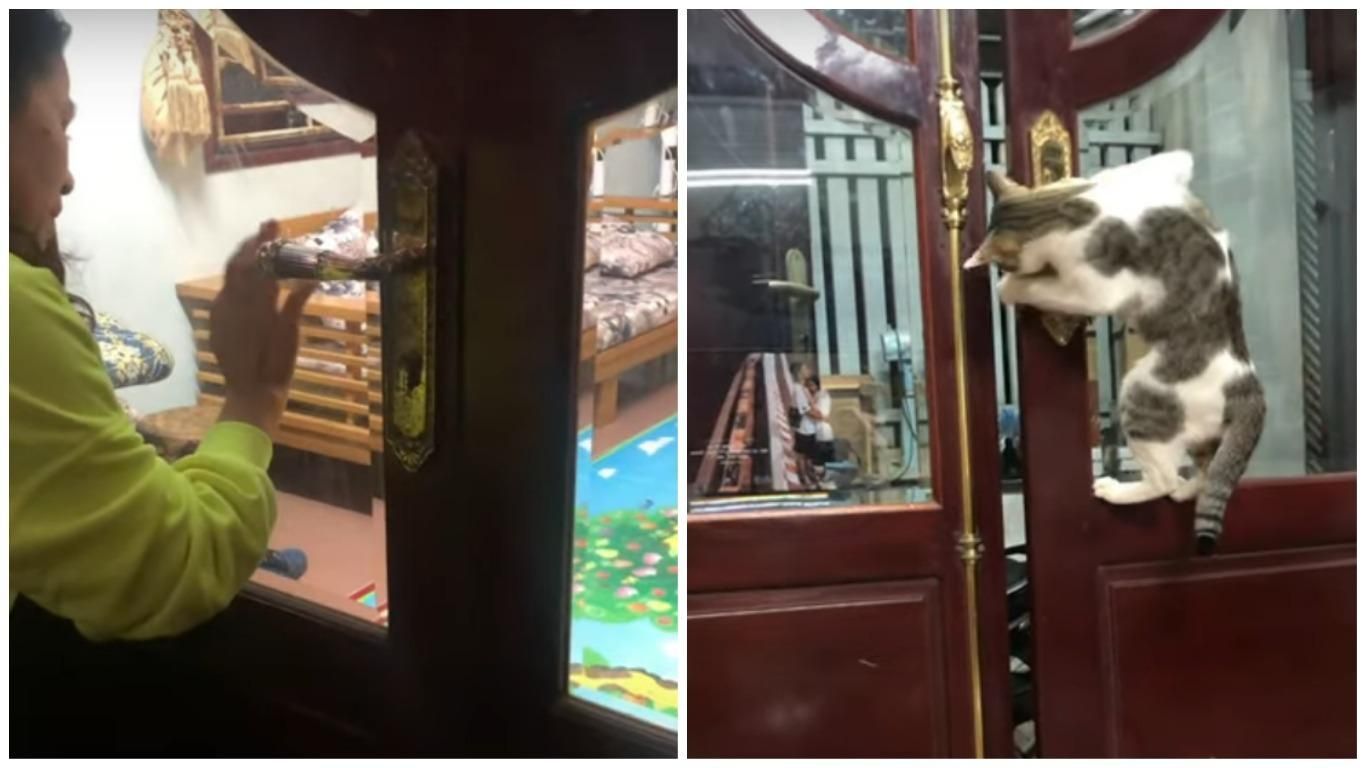 Кіт у В'єтнамі зламав систему і відкрив людям двері: відео Кіт у В'єтнамі зламав систему і відкрив людям двері: відео