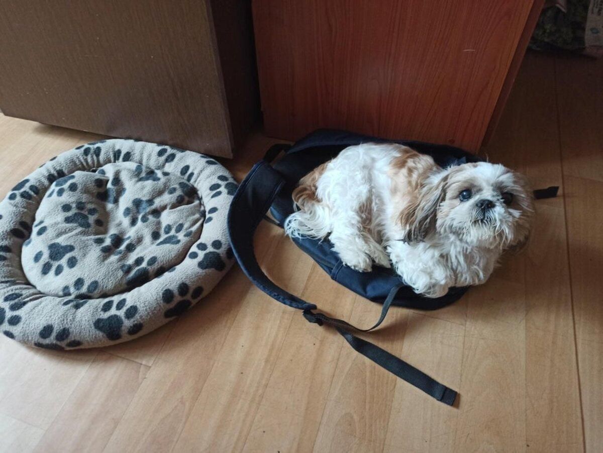 Этих собак воспитали кошки: забавные фото Этих собак воспитали кошки: забавные фото