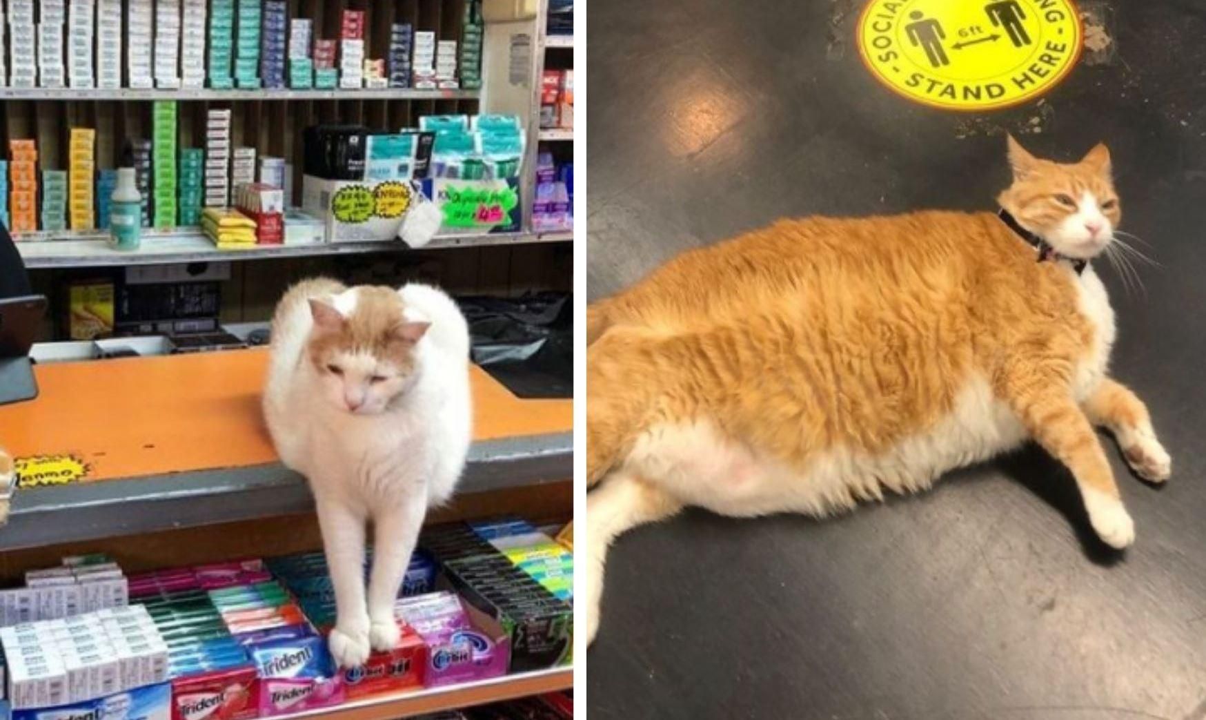 Живуть в магазинах: популярний інстаграм, що публікує фото котів
