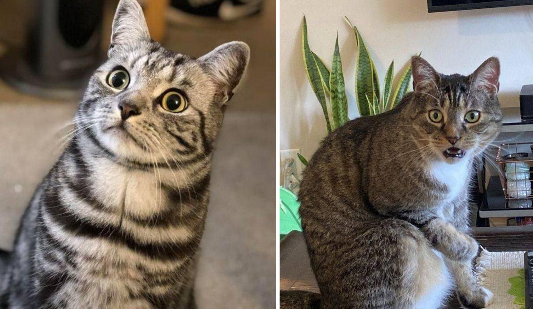 Актеры без Оскара: непревзойденные фото собак и кошек Актеры без Оскара: непревзойденные фото собак и кошек