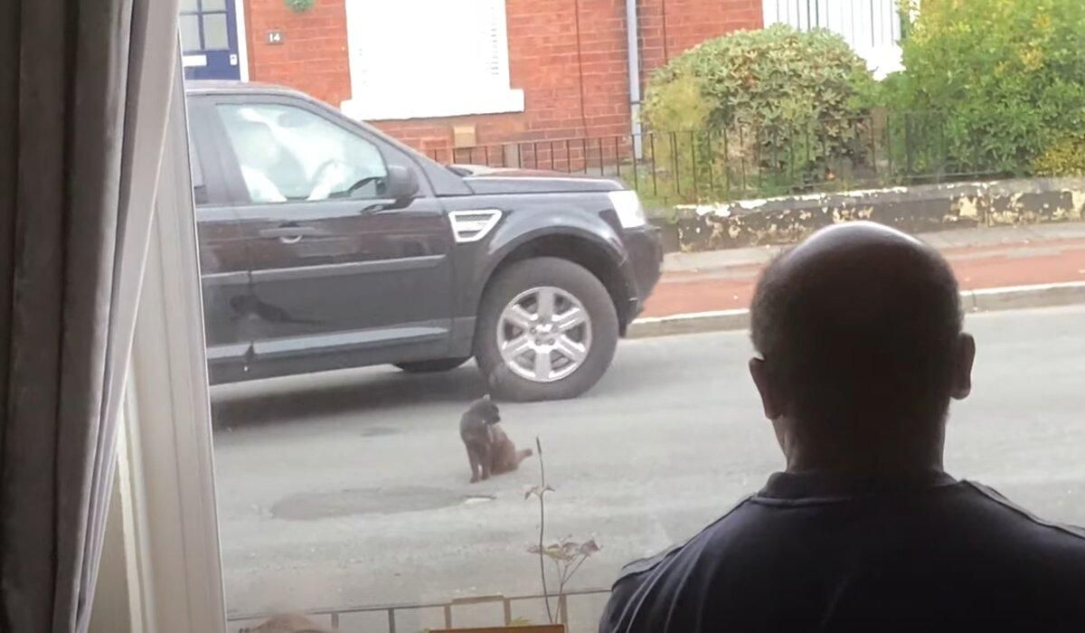 Король дороги: кот перекрыл путь и отказывался пропускать машины Король дороги: кот перекрыл путь и отказывался пропускать машины