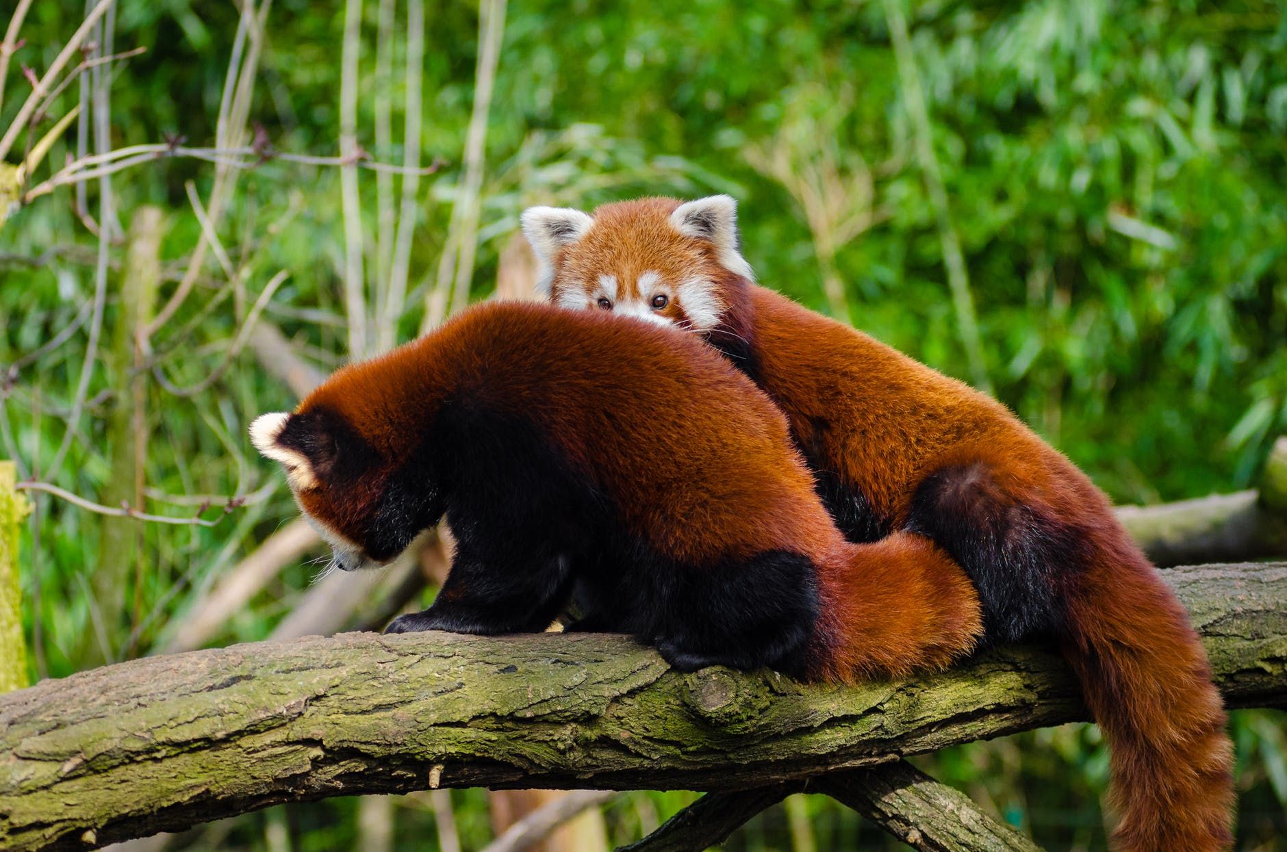 Попри контрацепцію: у Британії червона панда народила двійню