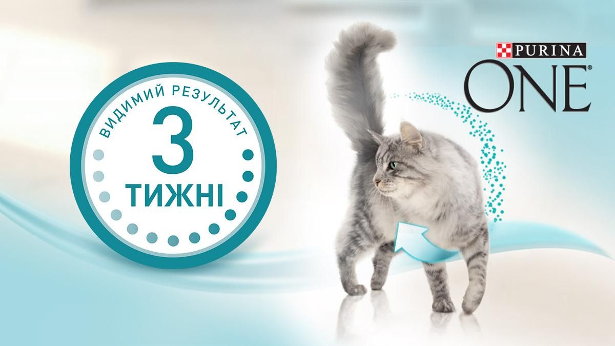 Здоровая кожа и сияющая шерсть кота: видимый результат за 3 недели Здоровая кожа и сияющая шерсть кота: видимый результат за 3 недели