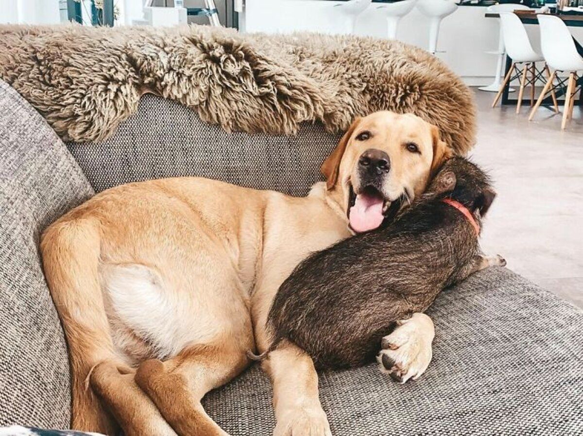 4 собаки и дикая свинка: как живет семья хвостатых блогеров 4 собаки и дикая свинка: как живет семья хвостатых блогеров