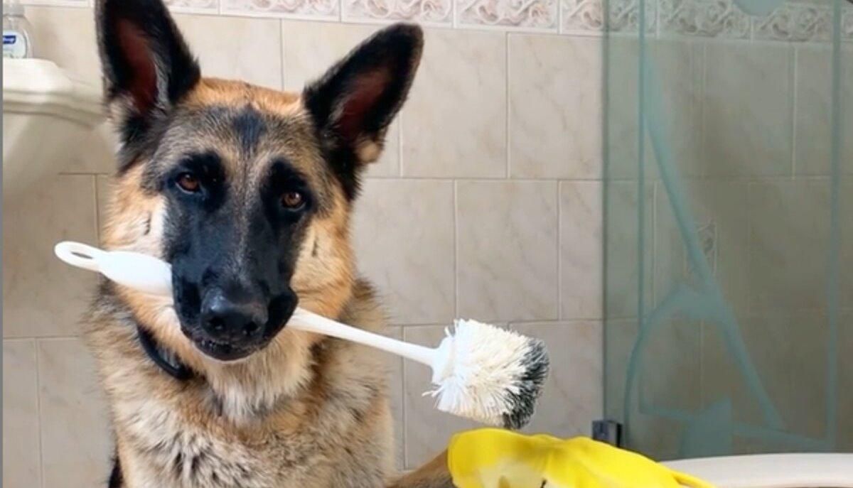 Німецька вівчарка носить дрова й викидає сміття: відео Німецька вівчарка носить дрова й викидає сміття: відео