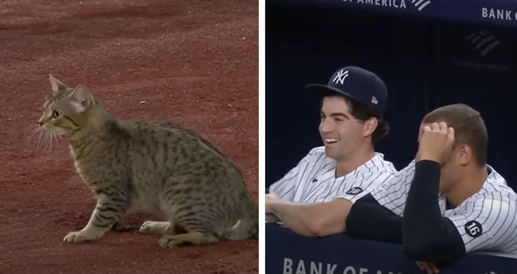 Кот выбежал на поле и остановил бейсбольный матч: смешное видео