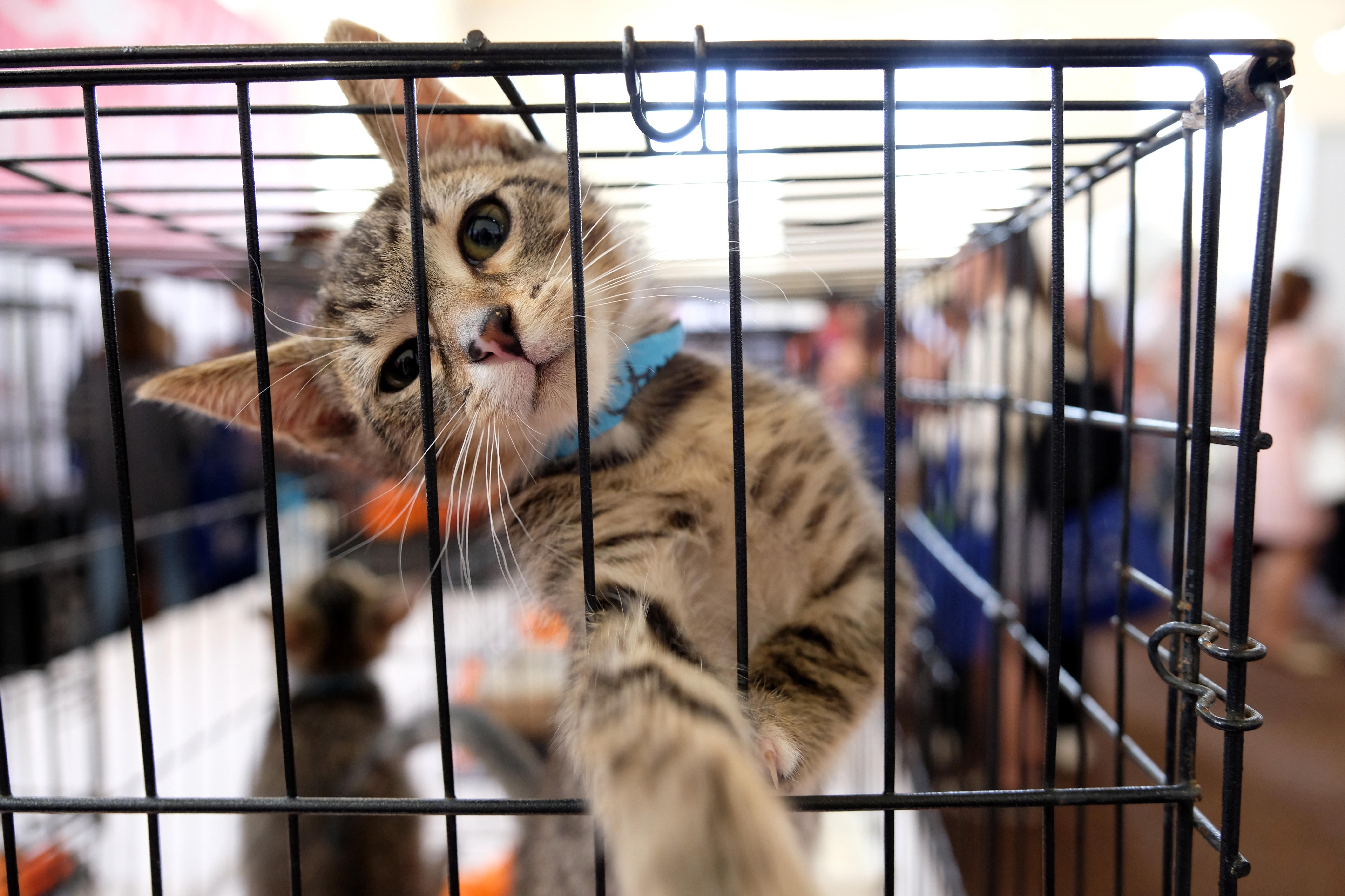 Кот из приюта или улицы: что нужно знать будущим хозяевам Кот из приюта или улицы: что нужно знать будущим хозяевам