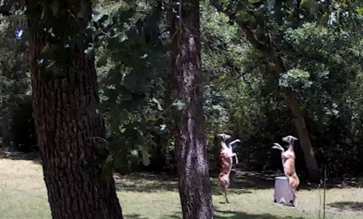 Схоже на танець: у Техасі зняли на відео елегантну битву оленів