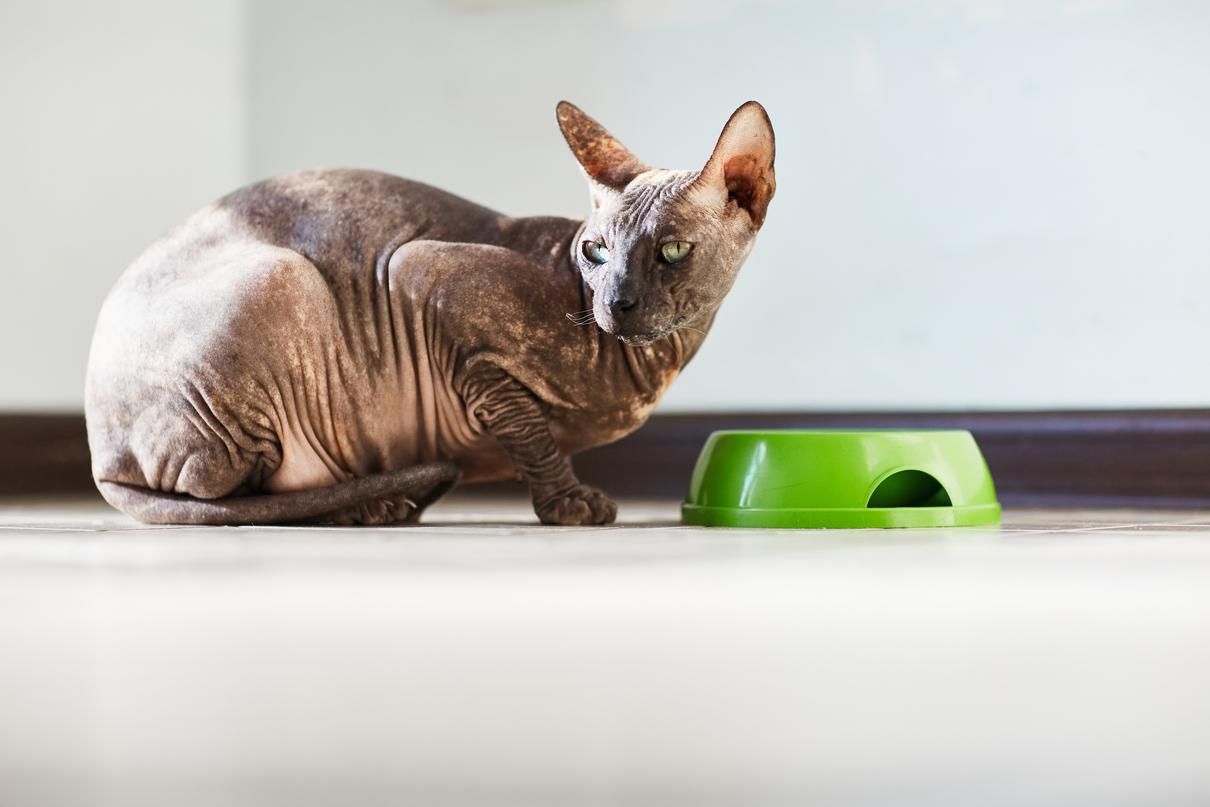 Чому коти викидають їжу з миски