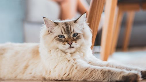 Здоровая кошачья шерсть: важные советы по уходу и питанию