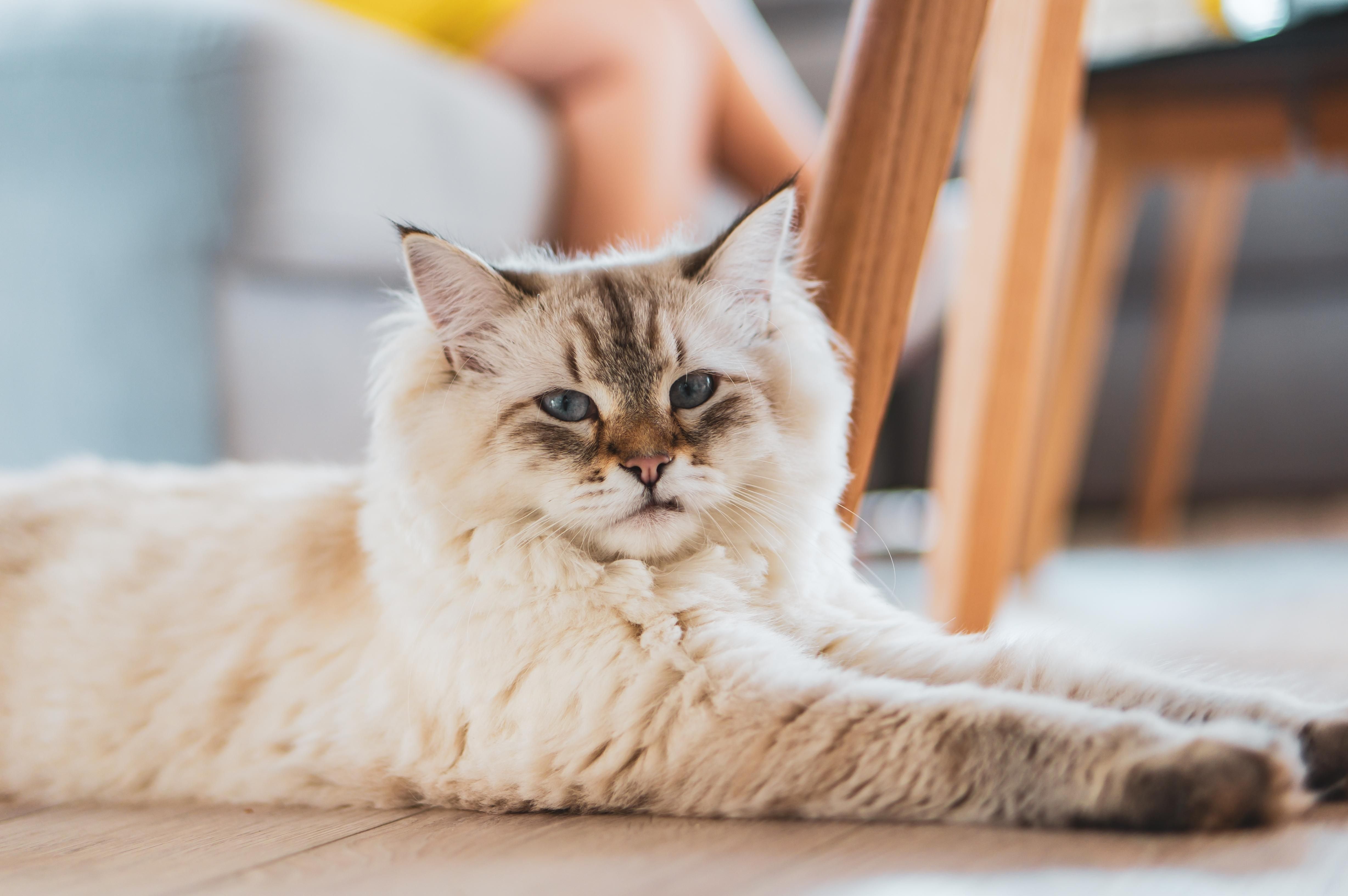 Здоровая кошачья шерсть: важные советы по уходу и питанию - Pets