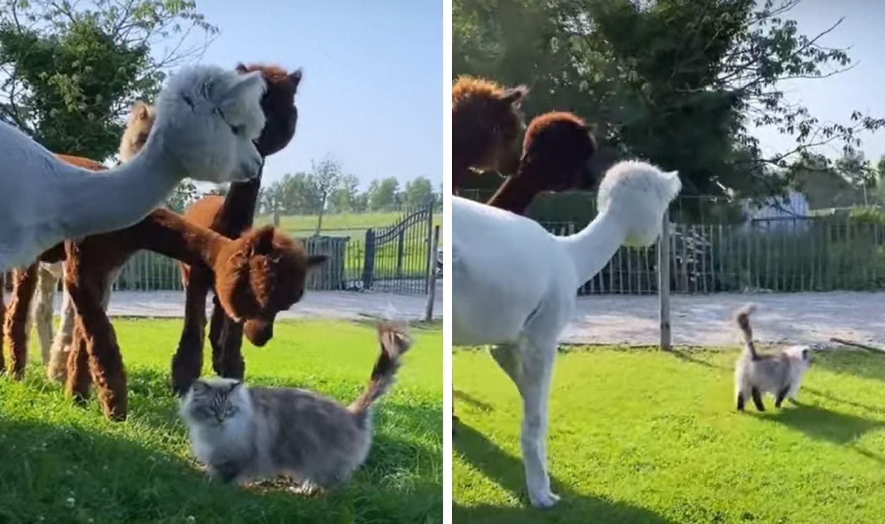 Як альпаки знайомилися з котом: кумедне відео