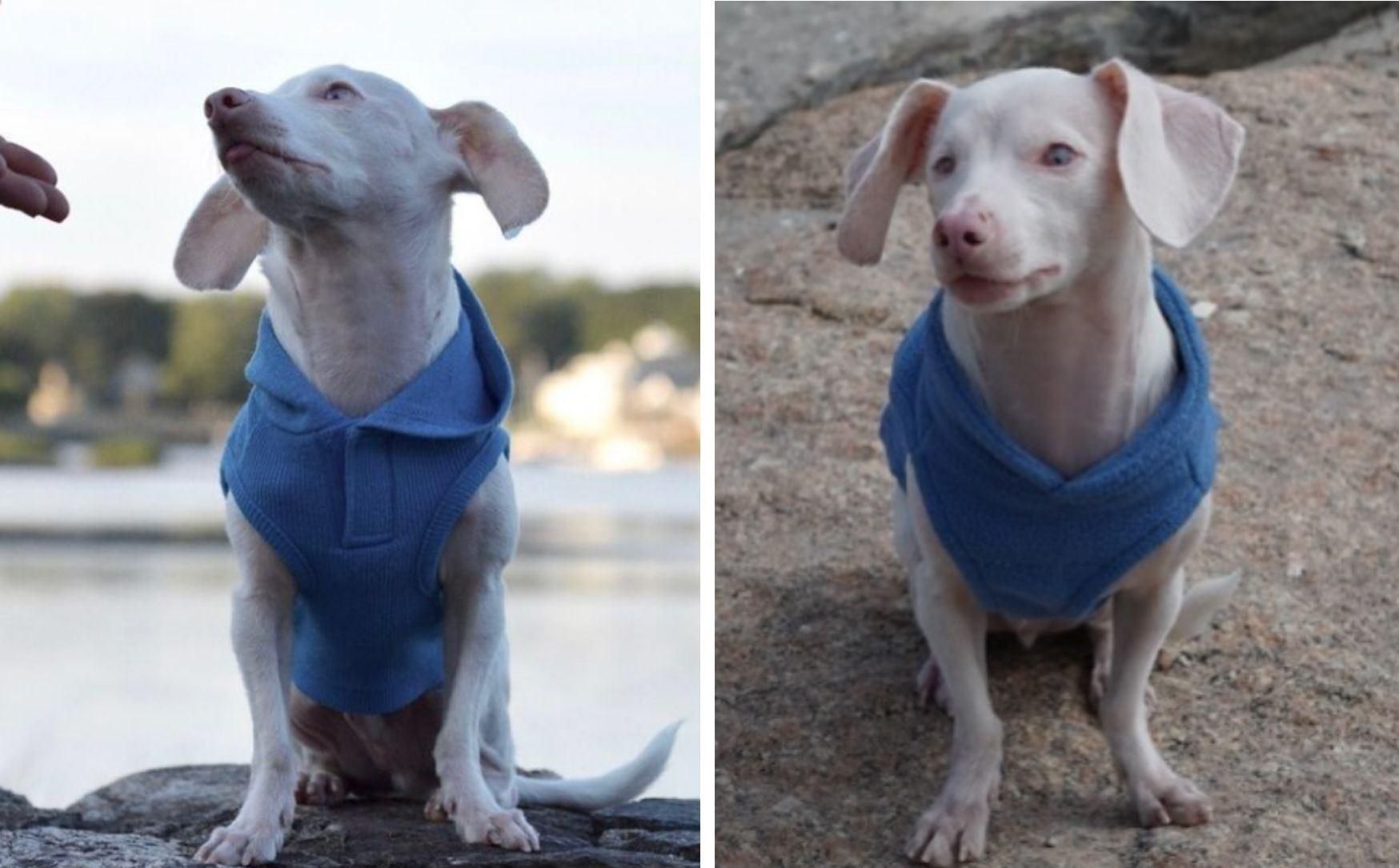 Розовый щенок, который не слышит и не видит, получил книгу о себе Розовый щенок, который не слышит и не видит, получил книгу о себе