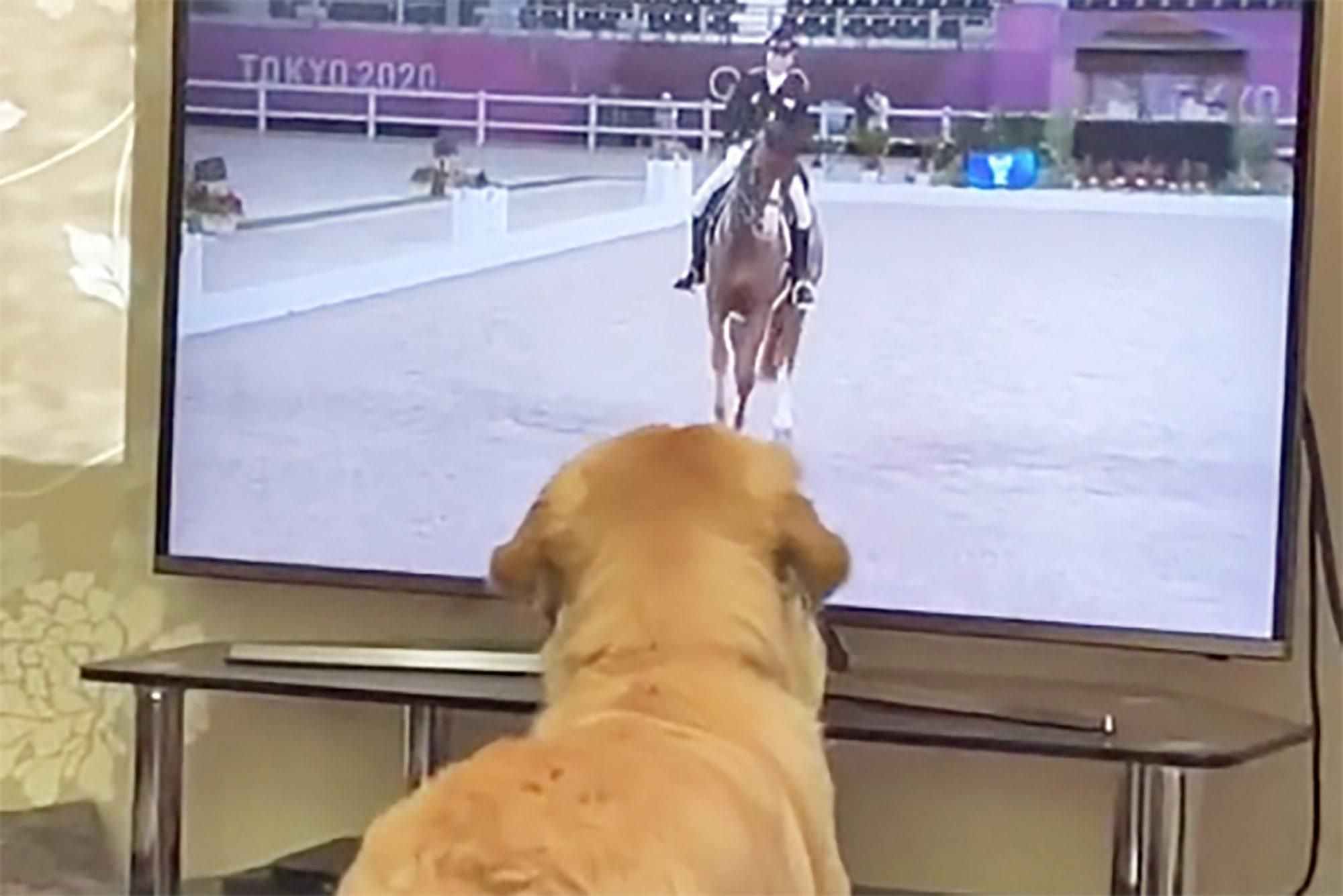 Собака палко вболіває за вершників на Олімпіаді-2020: відео