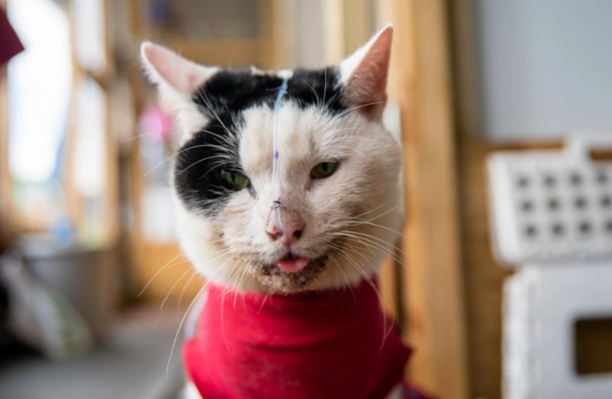 Кот Эдвард упал с 15-метровой высоты и чудом выжил: фото Кот Эдвард упал с 15-метровой высоты и чудом выжил: фото