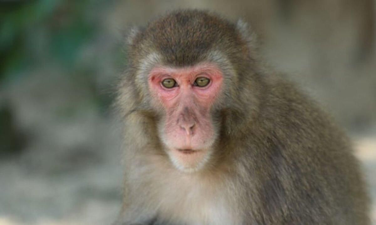 В японском заповеднике впервые стаю обезьян возглавила самка