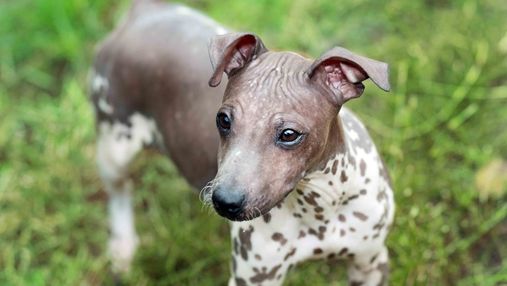 Песики-сфинксы: породы собак, которые не имеют шерсти