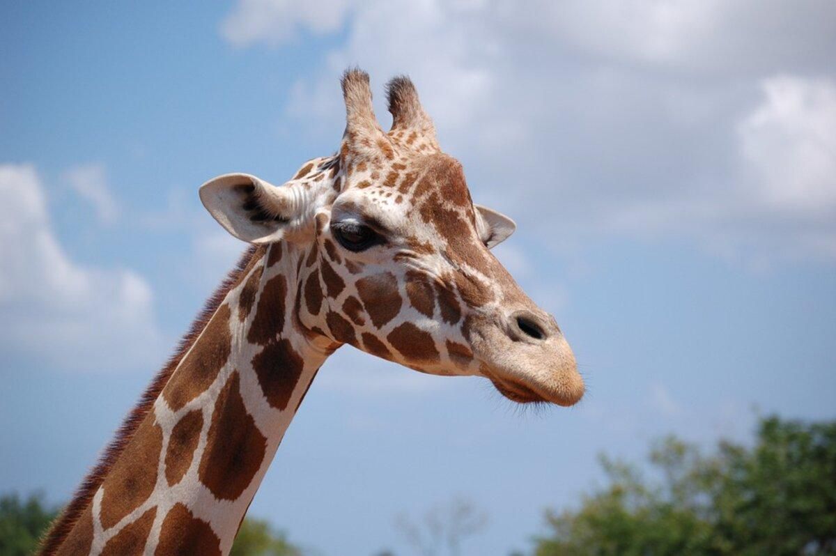 Поважають бабусь: вчені приголомшили фактами про жираф