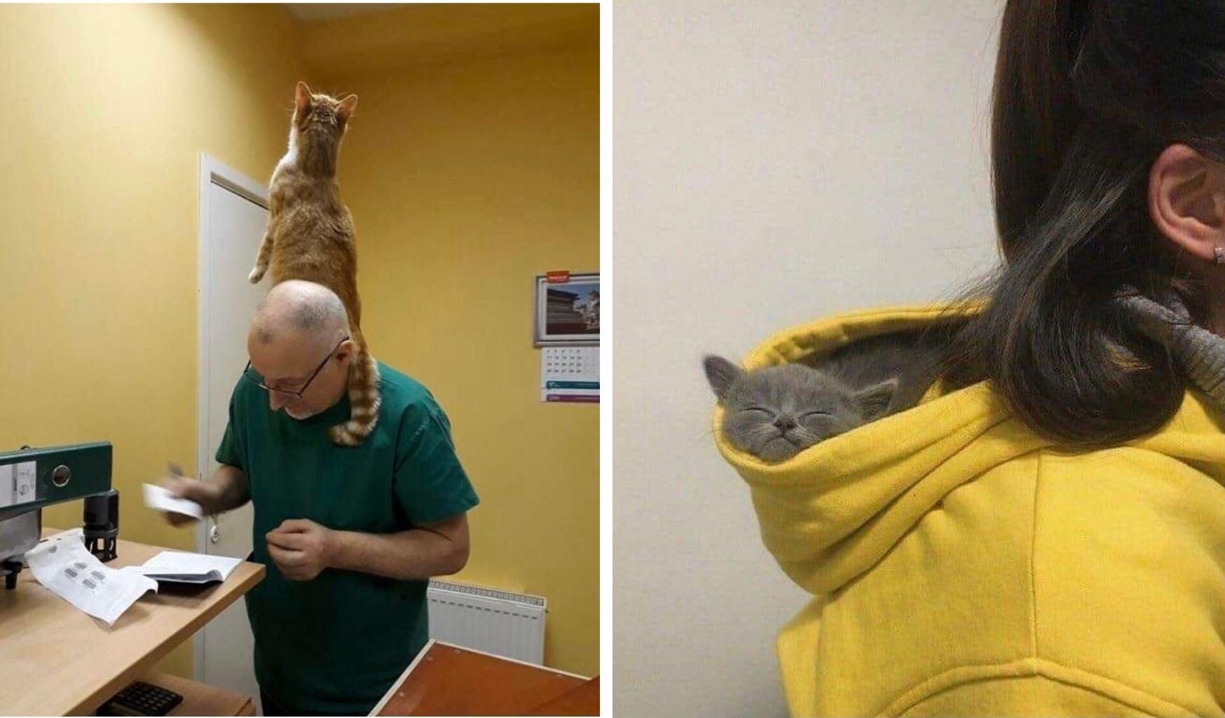 Воспитали своих хозяев: 10 смешных фото наглых кошек Воспитали своих хозяев: 10 смешных фото наглых кошек