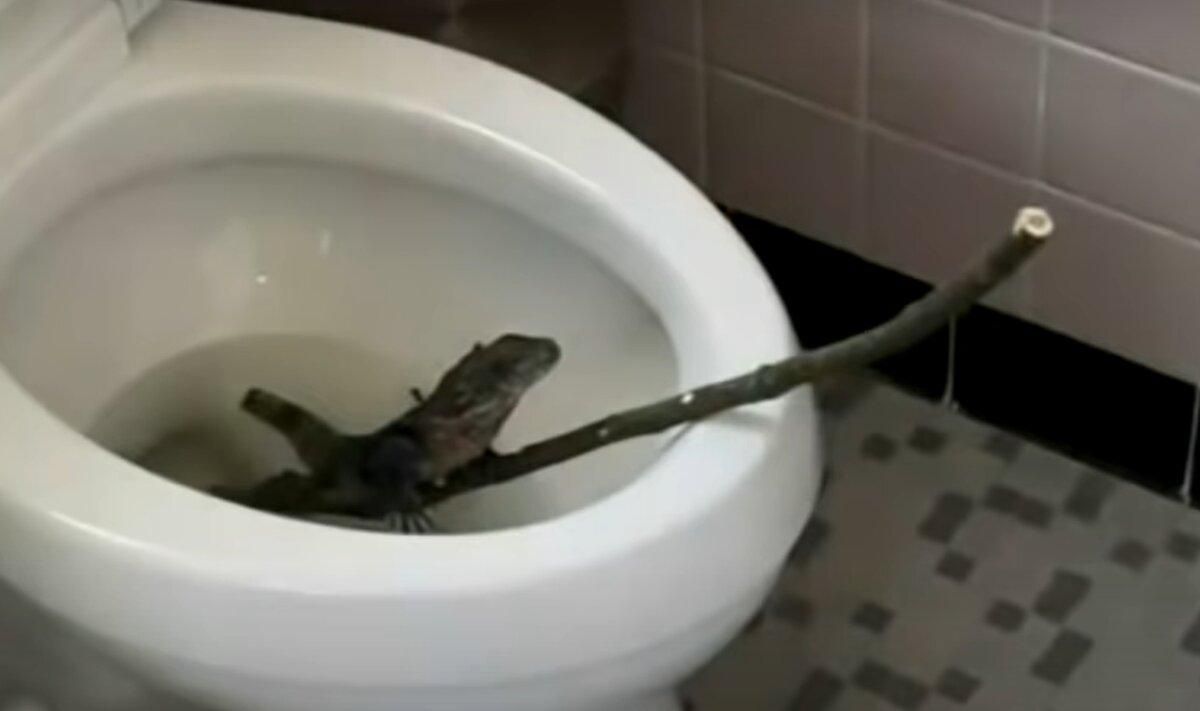 Чоловік знайшов в унітазі небезпечну ігуану: відео Чоловік знайшов в унітазі небезпечну ігуану: відео