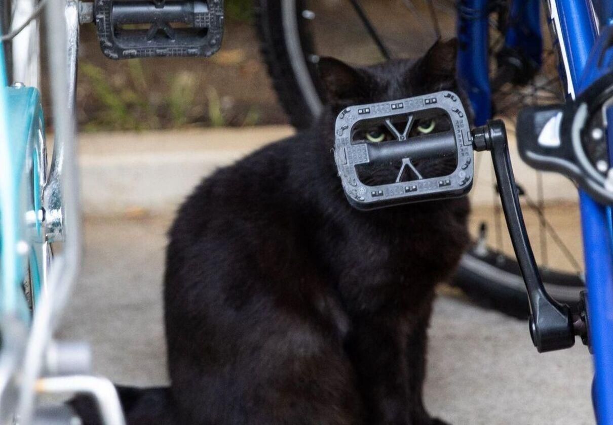 Безпритульні коти Японії: зворушливі фото фотографа Масаюкі Окі Безпритульні коти Японії: зворушливі фото фотографа Масаюкі Окі