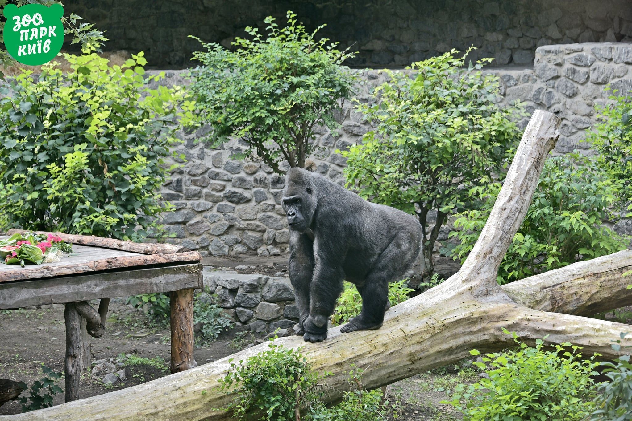 Горилу Тоні з Київзоо випустили до відкритого вольєру: фото Горилу Тоні з Київзоо випустили до відкритого вольєру: фото